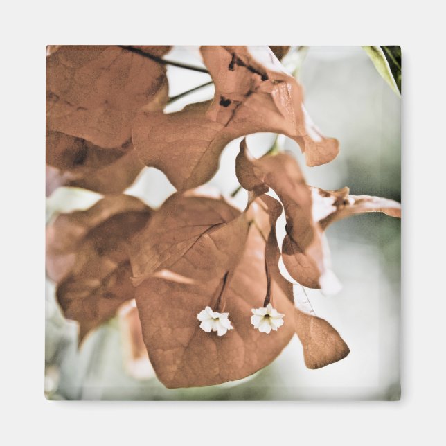 Imán Red Bougainvillea (Frente)