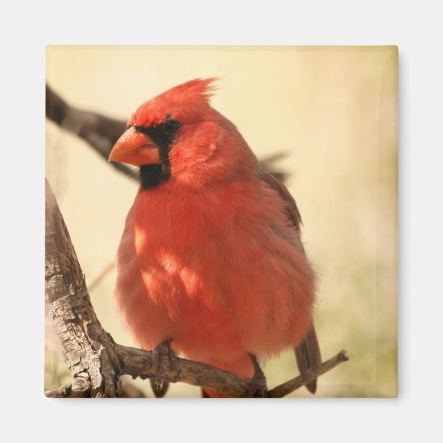 Imán Red Cardinal Magnet (Frente)