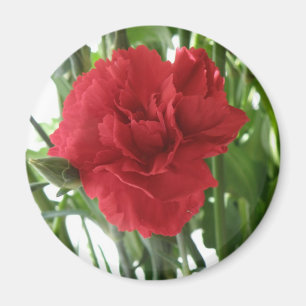 Imán Red Carnation Magnet