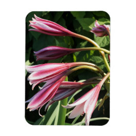 Imán Red Crinum Lily