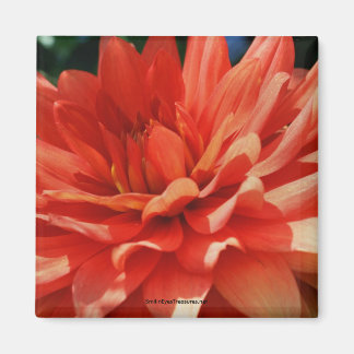 Imán Red Dahlia Flower Photo Magnet