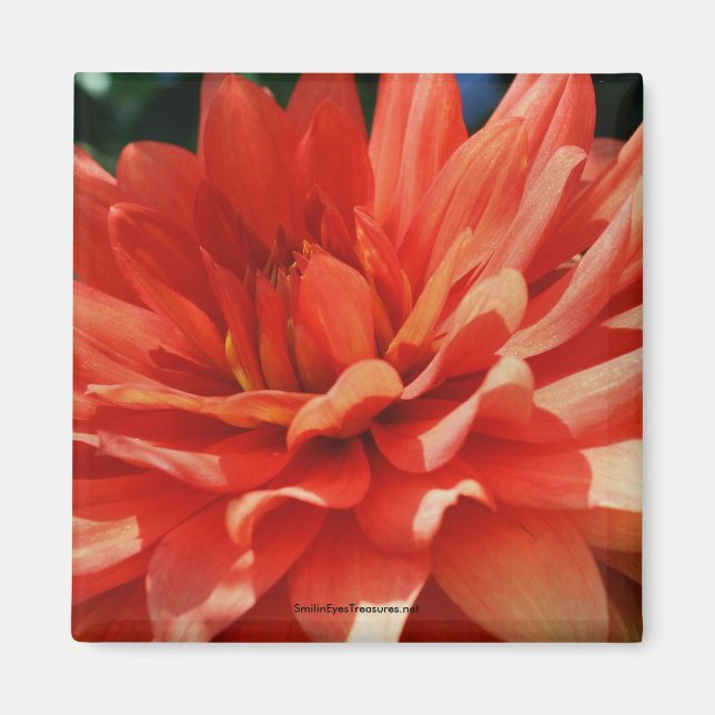 Imán Red Dahlia Flower Photo Magnet (Frente)