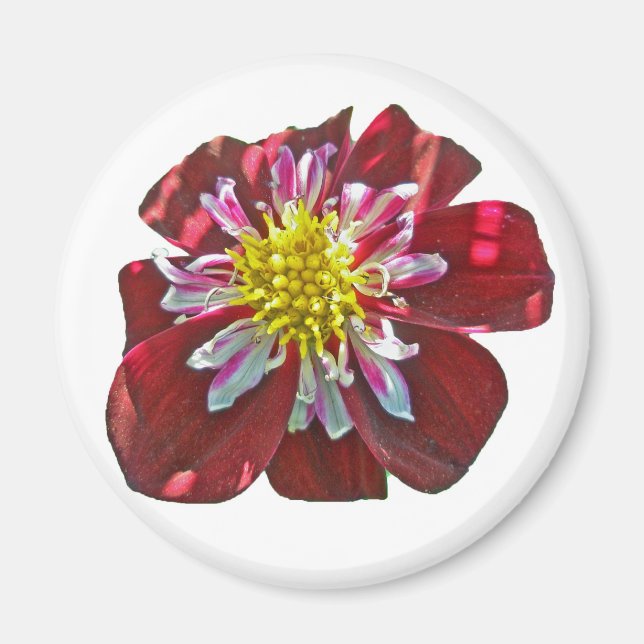 Imán Red Dahlia Magnet (Frente)