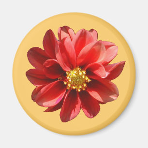 Imán Red Dahlia Magnet