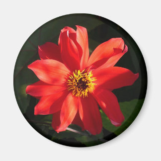 Imán Red Dahlia (Obispo de Llandaff)