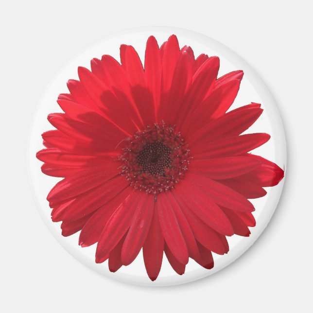 Imán Red Daisy Magnet (Frente)