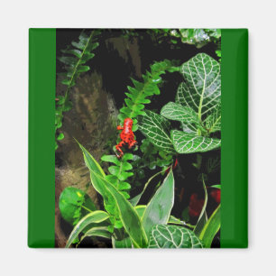 Imán Red Dart Frog CB