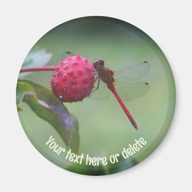 Imán Red Dragonfly Nature Personalized (Frente)