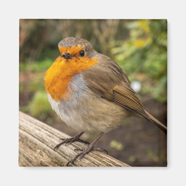 Imán Red europea Robin Fridge (Frente)
