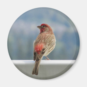 Imán Red Finch Check out the View.