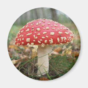 Imán Red Fly Agaric Magnet