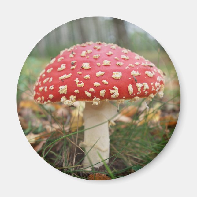 Imán Red Fly Agaric Magnet (Frente)