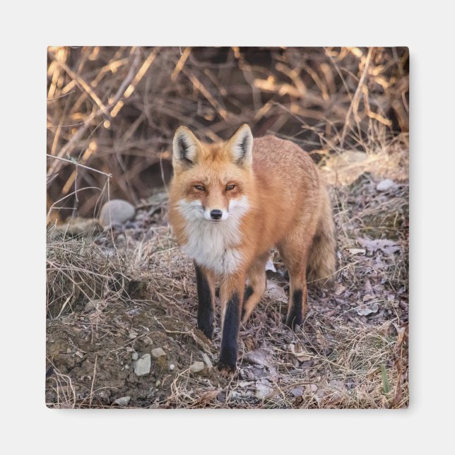 Imán Red Fox cerca y personal (Frente)