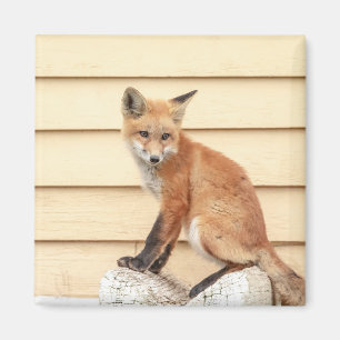Imán Red Fox Kit en el Valle de Hudson
