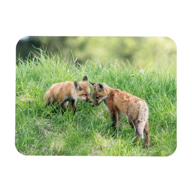 Imán Red Fox Kits (Horizontal)