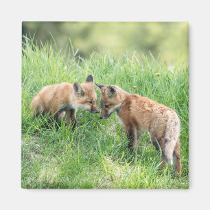 Imán Red Fox Kits