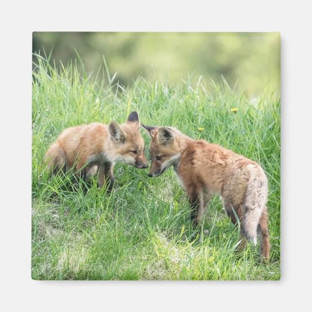 Imán Red Fox Kits (Frente)