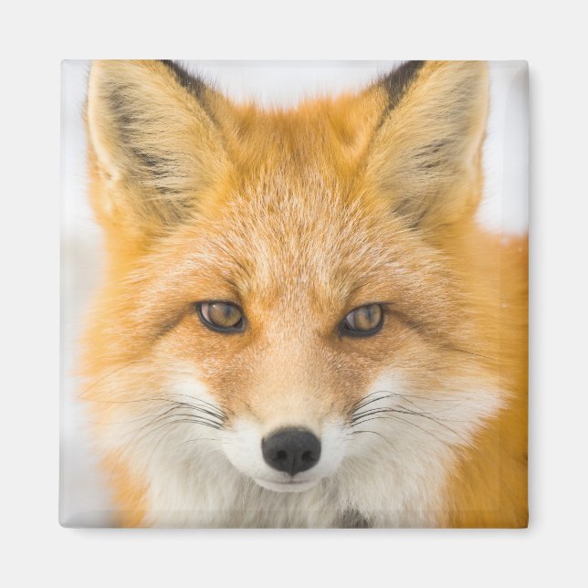 Imán Red Fox Portrait (Frente)