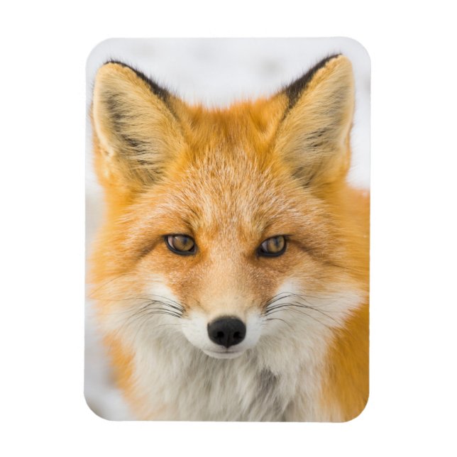 Imán Red Fox Portrait (Vertical)
