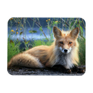 Imán Red Fox Resting Magnet