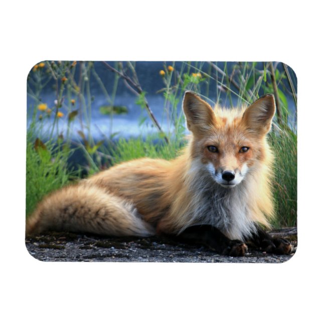 Imán Red Fox Resting Magnet (Horizontal)