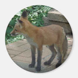 Imán Red Fox Standing