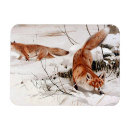 Imán Red Foxes in the Winter Snow (by Wilhelm Kuhnert)