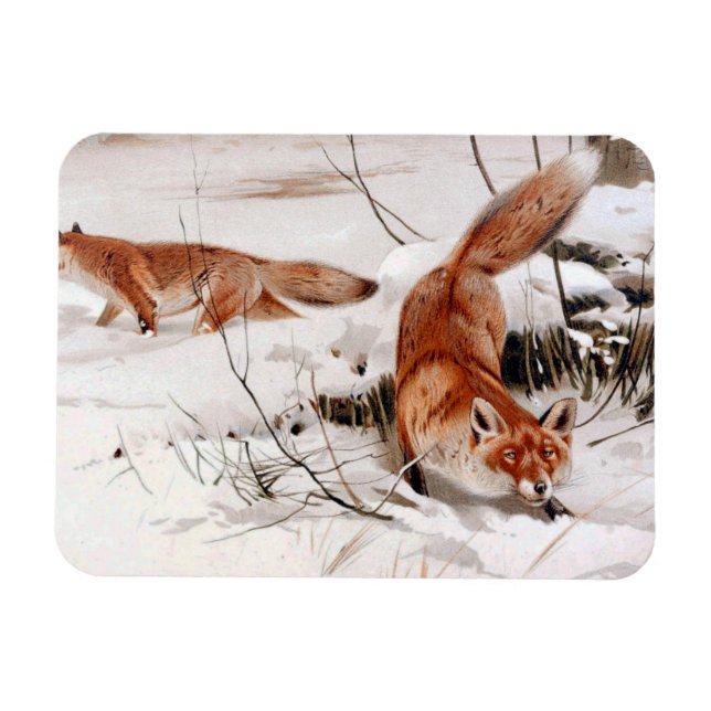 Imán Red Foxes in the Winter Snow (by Wilhelm Kuhnert) (Horizontal)