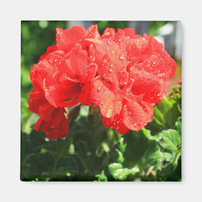 Imán Red Geranium Flower Magnet (Frente)