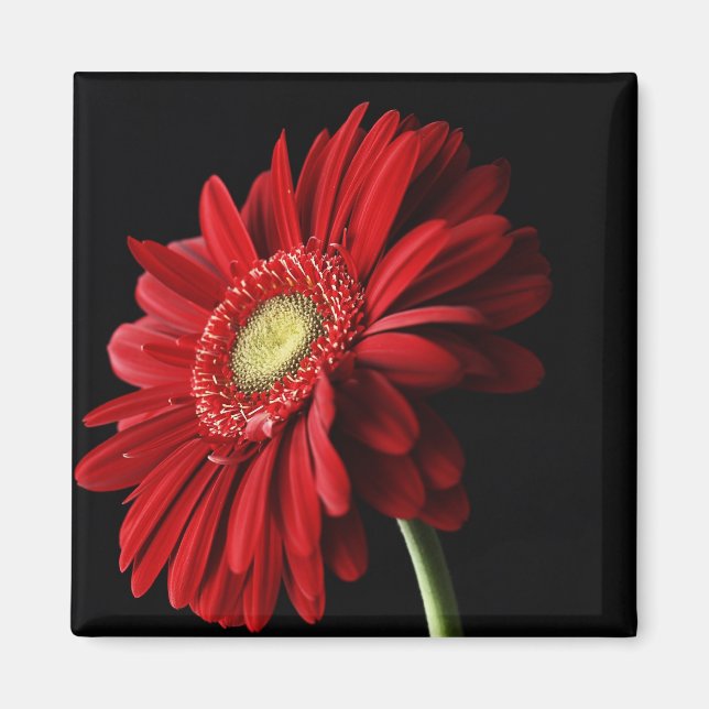 Imán Red Gerber Daisy Square Magnet (Frente)
