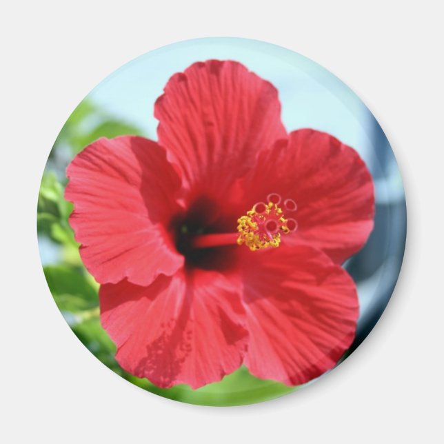 Imán Red Hibiscus Magnet (Frente)