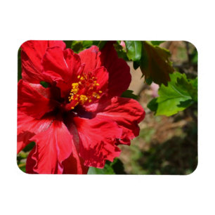 Imán Red Hibiscus Magnet