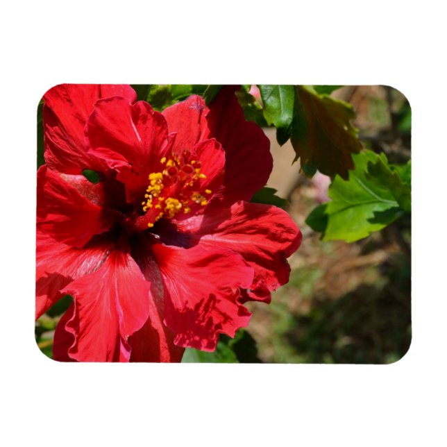 Imán Red Hibiscus Magnet (Horizontal)