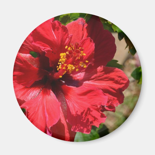 Imán Red Hibiscus Magnet (Frente)
