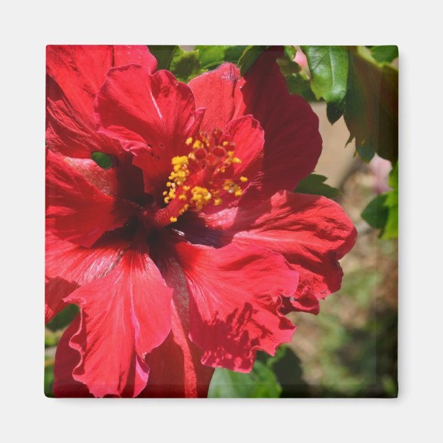 Imán Red Hibiscus Magnet (Frente)