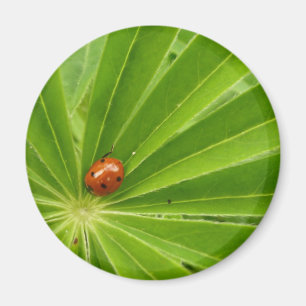 Imán Red Ladybird en Lupin Leaf Magnet