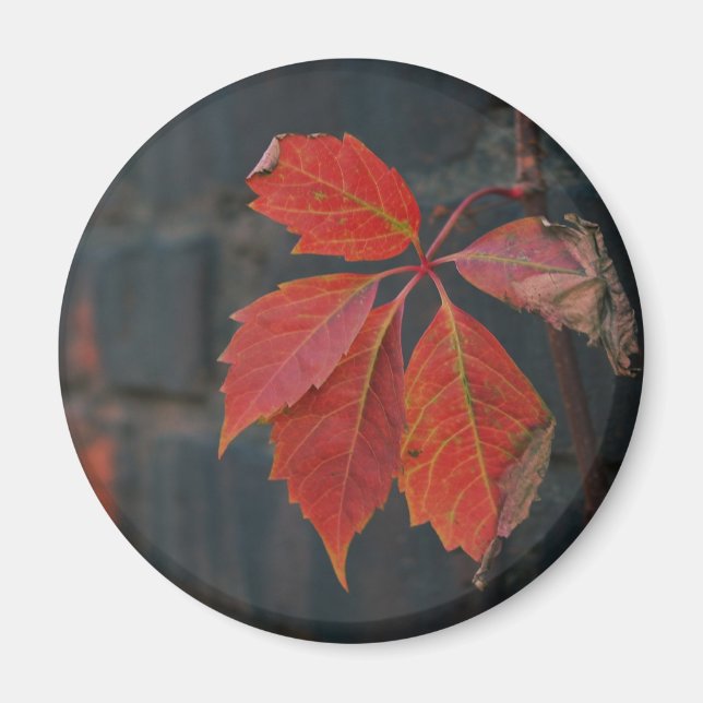 Imán Red Leaves Magnet (Frente)