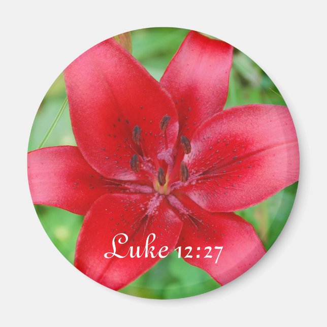 Imán Red Lily Magnet Luke 12:27 (Frente)