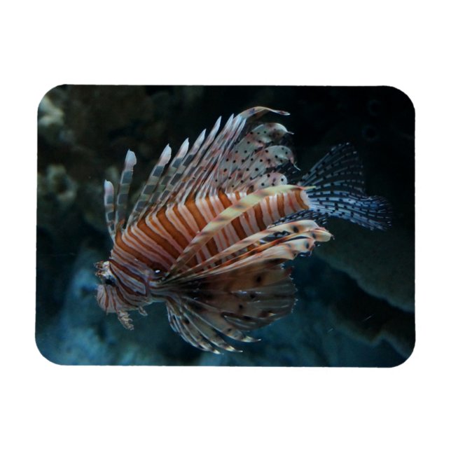 Imán Red Lionfish Photo Magnet (Horizontal)