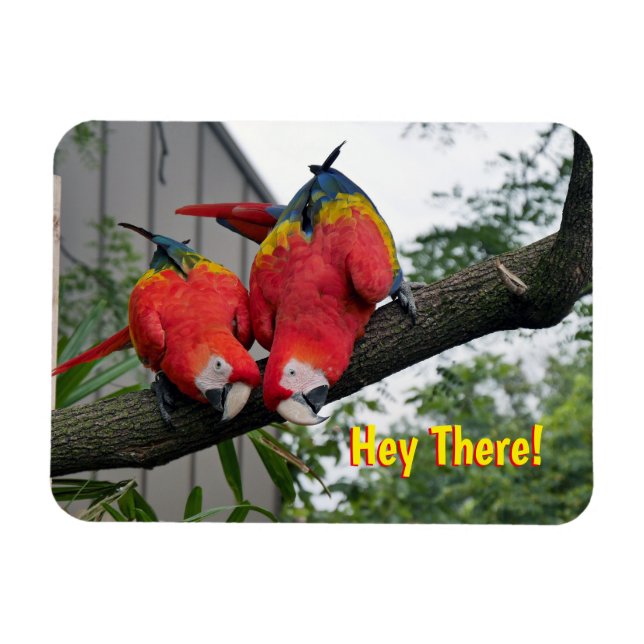 Imán Red Macaws Magnet (Horizontal)