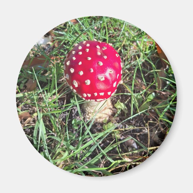 Imán Red mushroom  (Frente)