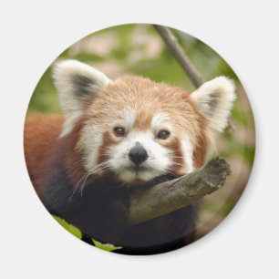 Imán red-panda-004