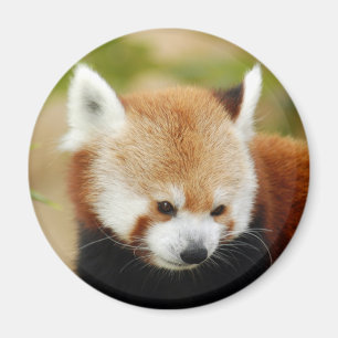 Imán red-panda-030