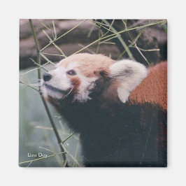 Imán Red Panda Magnet