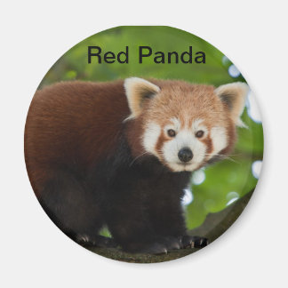 Imán Red Panda Magnet