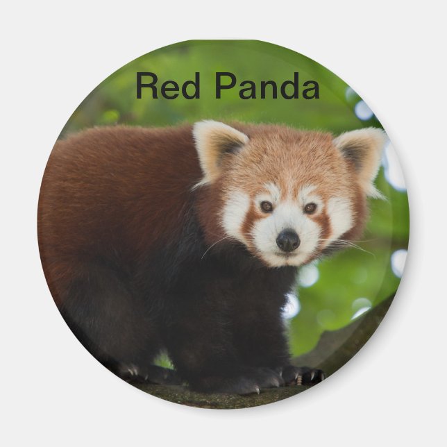 Imán Red Panda Magnet (Frente)