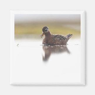 Imán Red Phalarope 2x2 magnet