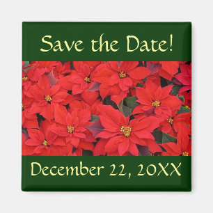 Imán Red Poinsettias I Save the Date Magnet