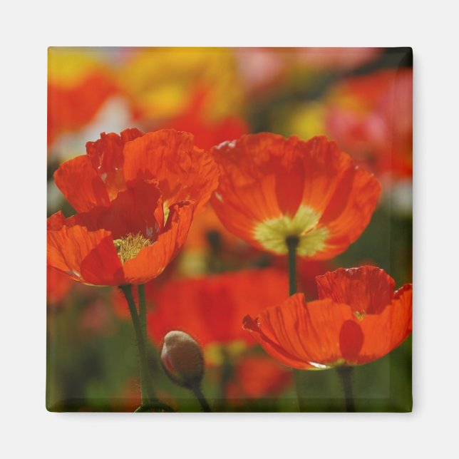 Imán Red Poppies Magnet (Frente)