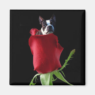 Imán Red rose Boston Terrier